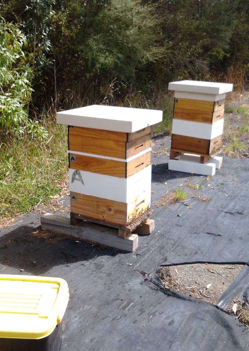 My Hives Today